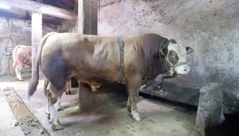 Tam 1 Ton 200 Kilo! Rekor Fiyatla Satışta, Kime Gitti?