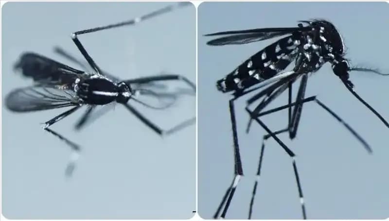 Chikungunya Virüsü: Belirtileri ve Dünya Genelinde Yaygınlığı Hakkında Bilgilendirme