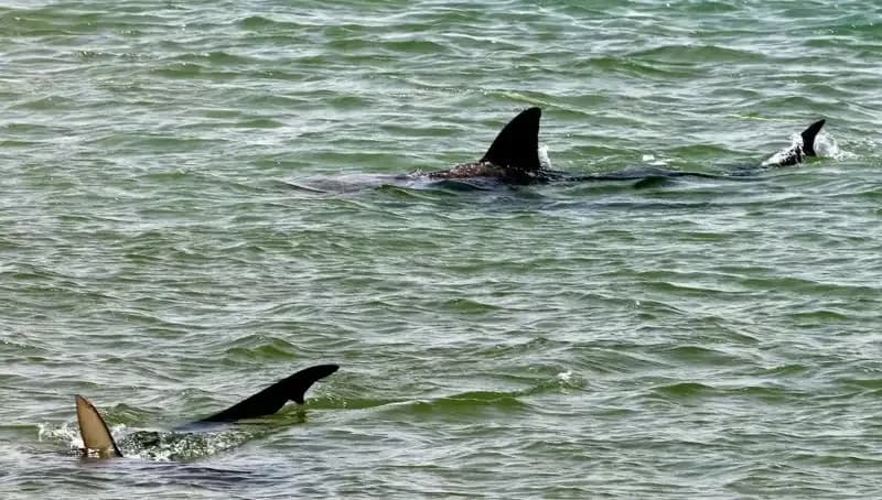 Köpekbalığı Saldırıları Artıyor: Ünlüler ve Sosyal Medya Mi Sorumlu?