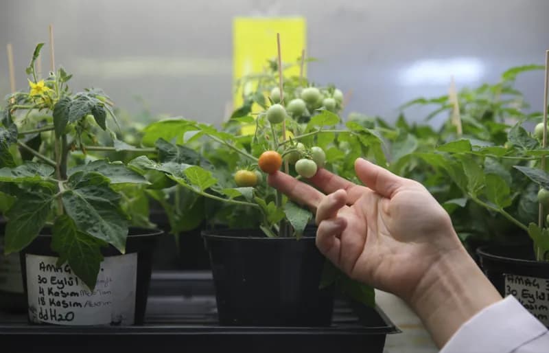 Türk Bilim İnsanları, Ay ve Mars'ta Domates Yetiştirme Başarısı Elde Etti!