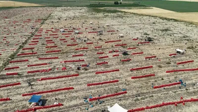 Tarlada 5 TL'ye Düşen Fiyatlar, Yaz Sırasında Zorlu Çalışma Koşulları