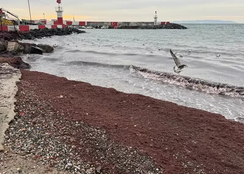 Tekirdağ Sahillerinde Görülmemiş Bir Doğa Olayı: Kırmızıya Büründü!