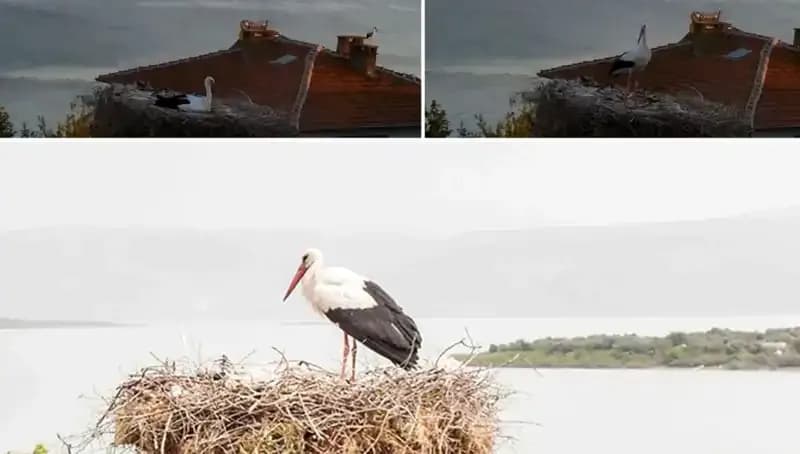 Yaren Leylek'ten Deprem Müjdesi: Doğa’nın Gizemli İşaretleri
