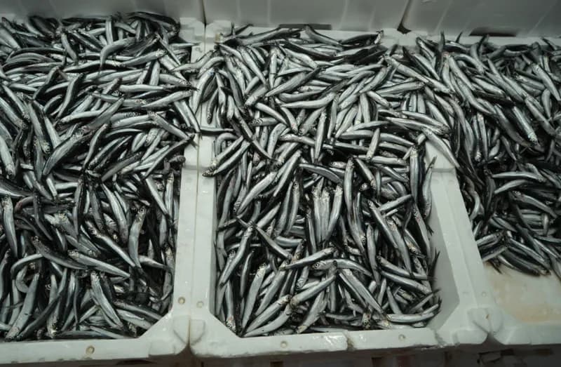 Türkiye, İhracatta Zirveyi Elde Tutuyor: Belçika, Fransa ve Almanya İlgisini Çekiyor