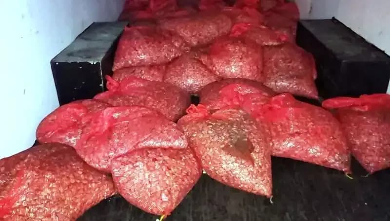 Samsun’da 1,5 Ton Kaçak Midye Operasyonu: Sağlık Tehlikesi Mi?