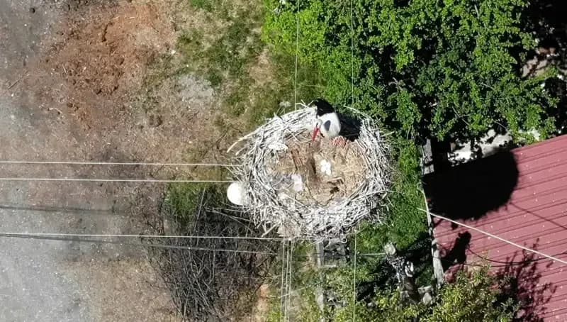Baharın Müjdecisi Yuvasına Dönüyor: 22 Yıldır Aynı Yerde!