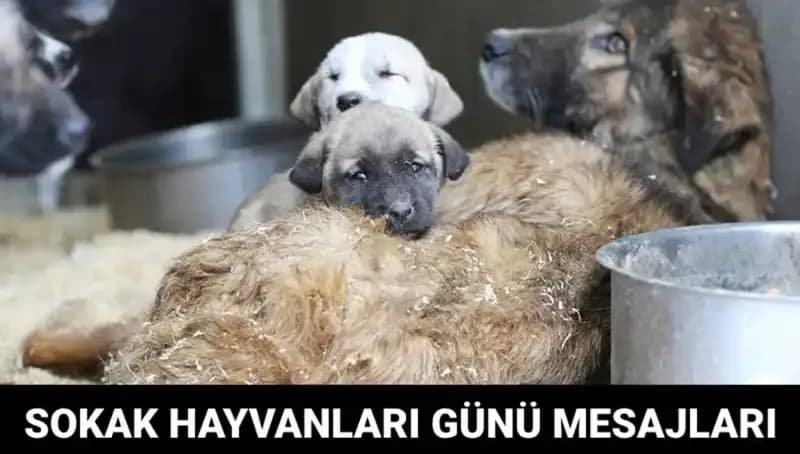 Dünya Sokak Hayvanları Günü: Hayvanseverleri Buluşturan Önemli Bir Gün