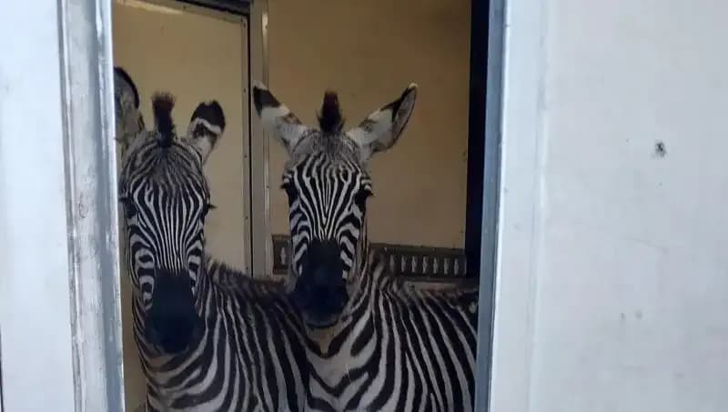 Sınırda Yakalanan Minibüste Şaşırtan Yolcular: Zebra, Maymun ve Daha Fazlası