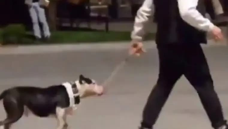Ağızlıksız Pitbull, Parkta Diğer Köpekleri Saldırıya Uğrattı: Sahibine Cezai İşlem