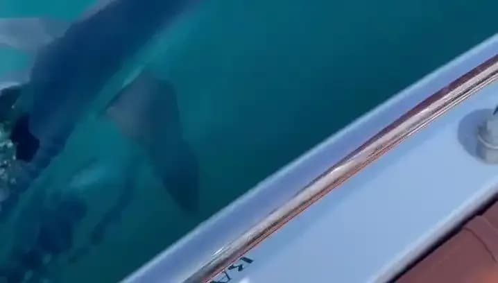 Yavru Köpek Balığının Tekneye Saldırısı: Akdeniz'de Yaşanan Gizemli Olay