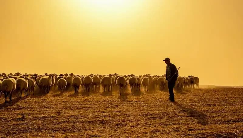 Çoban Arayışında Sıra Sistemi: 60 Bin TL Maaşla Bulamadılar