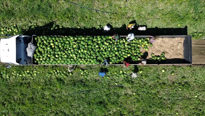 Bafra Ovası'nda 94.500 Ton Karpuz Rekoltesi Bekleniyor: Tarımda Yeni Bir Dönem