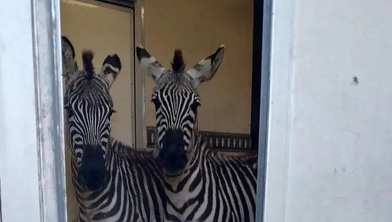 Sınırda Yakalanan Minibüste Şaşırtan Yolcular: Zebra, Maymun ve Daha Fazlası