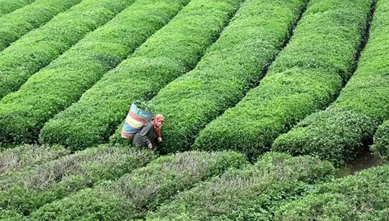 ÇAYKUR, Bayram Döneminde de Yaş Çay Alımını Sürdürecek!