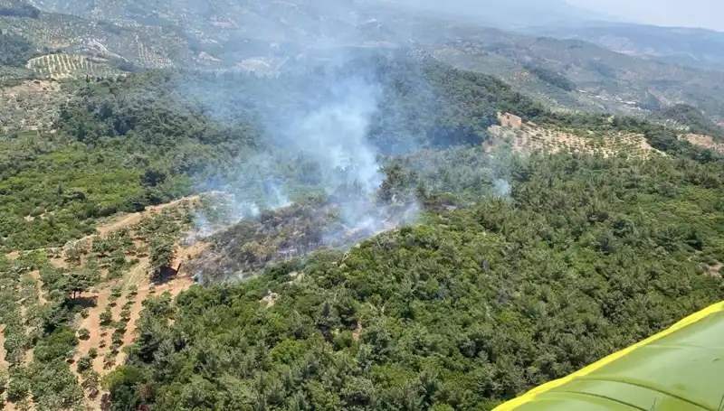 Aydın'daki Orman Yangını: Doğanın Gözyaşları ve Kurtarma Mücadeleleri