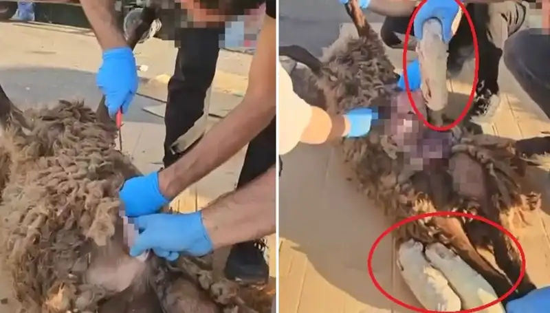 Zehir Tacirleri Şok Edici Yöntemler Kullanıyor: Ölü Koyun Olayı