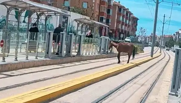 Eskişehir Cadde Tramvay Raylarında Başıboş At Kazası: Şok Edici Anlar