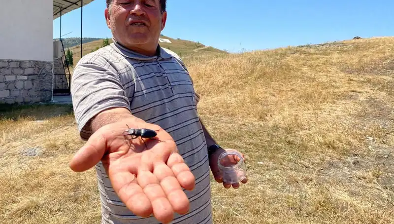 Sivas'ta Görülen Bu Böceği Öldürmenin Cezası Duyunca Şok Olacaksınız