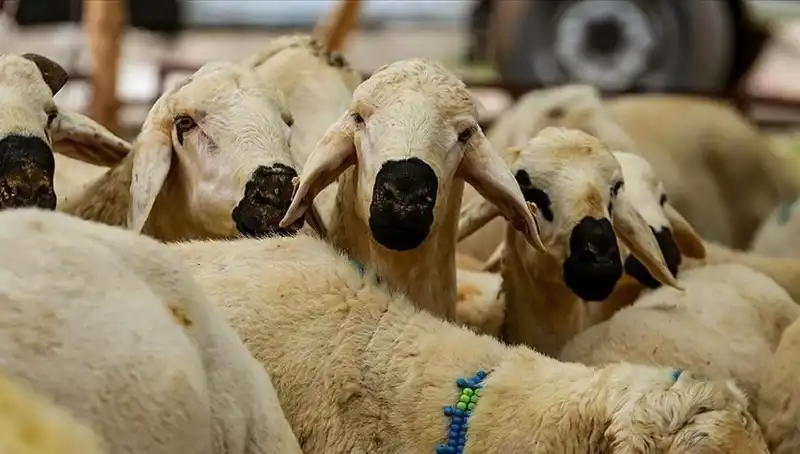 Kurban Bayramı 2025: Kurban Kesmenin Önemi ve Sık Sorulan Sorular