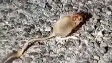 Tunceli’de Arap Tavşanı Görüntülendi! Bu Durum Ne Anlama Geliyor?