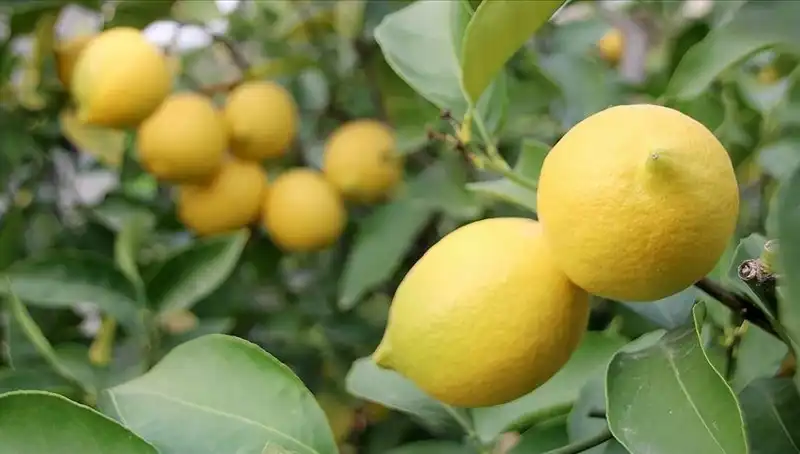 Limonun Fiyatı Uçtu: 24 Lira! Tüketiciler Ne Yapacak?
